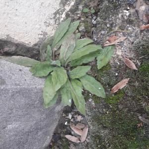 Photographie n°2512803 du taxon Erigeron floribundus (Kunth) Sch.Bip. [1865]