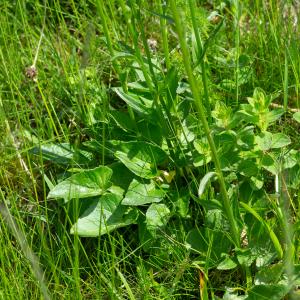 Photographie n°2512812 du taxon Phyteuma spicatum L. [1753]