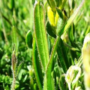 Photographie n°2512825 du taxon Genista sagittalis L.