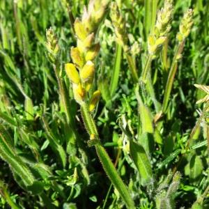 Photographie n°2512826 du taxon Genista sagittalis L.