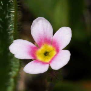 Photographie n°2512844 du taxon Androsace adfinis subsp. puberula (Jord. & Fourr.) Kress