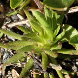 Photographie n°2512846 du taxon Androsace adfinis subsp. puberula (Jord. & Fourr.) Kress