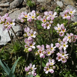 Photographie n°2512847 du taxon Androsace adfinis subsp. puberula (Jord. & Fourr.) Kress