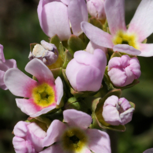 Photographie n°2512848 du taxon Androsace adfinis subsp. puberula (Jord. & Fourr.) Kress