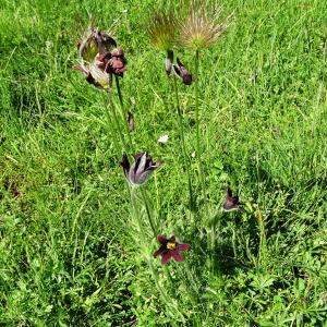 Photographie n°2512856 du taxon Anemone rubra var. rubra