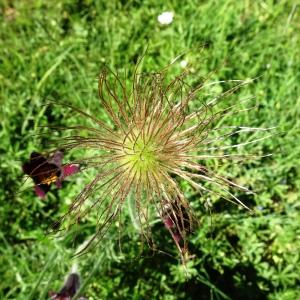 Photographie n°2512857 du taxon Anemone rubra var. rubra