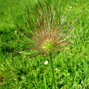 Photographie n°2512858 du taxon Anemone rubra var. rubra