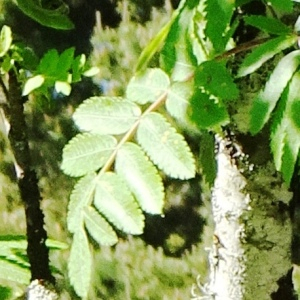 Photographie n°2512860 du taxon Sorbus domestica L. [1753]