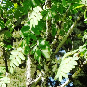 Photographie n°2512861 du taxon Sorbus domestica L. [1753]