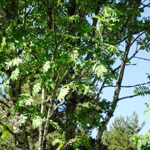 Photographie n°2512863 du taxon Sorbus domestica L. [1753]