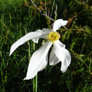 Photographie n°2512875 du taxon Narcissus poeticus L.