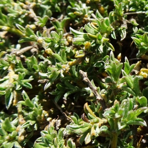 Photographie n°2512880 du taxon Genista pilosa L. [1753]