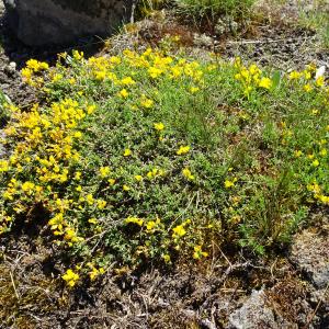 Photographie n°2512881 du taxon Genista pilosa L. [1753]