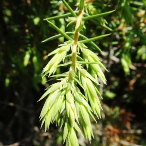 Photographie n°2512889 du taxon Juniperus communis L. [1753]