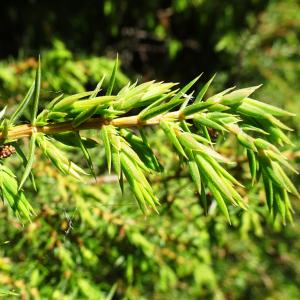 Photographie n°2512890 du taxon Juniperus communis L. [1753]