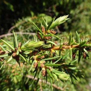 Photographie n°2512891 du taxon Juniperus communis L. [1753]