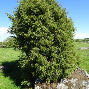 Photographie n°2512892 du taxon Juniperus communis L. [1753]