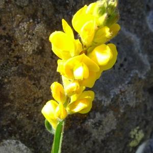 Photographie n°2512893 du taxon Genista sagittalis L.