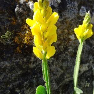 Photographie n°2512894 du taxon Genista sagittalis L.