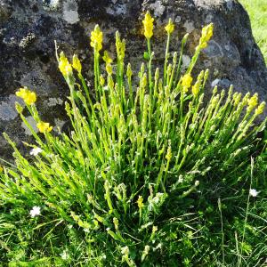 Photographie n°2512896 du taxon Genista sagittalis L.