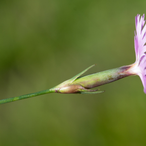 Photographie n°2512932 du taxon Dianthus hyssopifolius L.