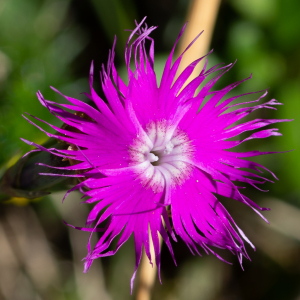 Photographie n°2512936 du taxon Dianthus hyssopifolius L.