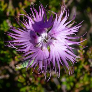 Photographie n°2512938 du taxon Dianthus hyssopifolius L.