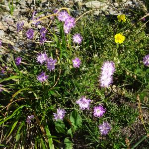 Photographie n°2512940 du taxon Dianthus hyssopifolius L.