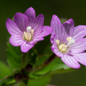  - Epilobium alsinifolium Vill. [1779]