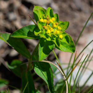 Photographie n°2512953 du taxon Euphorbia flavicoma subsp. verrucosa (Fiori) Pignatti