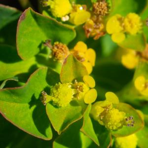 Photographie n°2512954 du taxon Euphorbia flavicoma subsp. verrucosa (Fiori) Pignatti