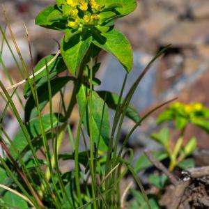 Photographie n°2512955 du taxon Euphorbia flavicoma subsp. verrucosa (Fiori) Pignatti