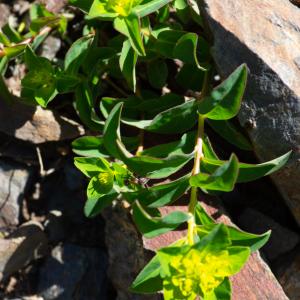 Photographie n°2512956 du taxon Euphorbia flavicoma subsp. verrucosa (Fiori) Pignatti