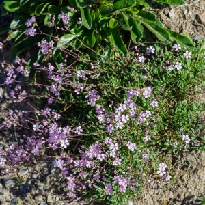  - Gypsophila repens L.