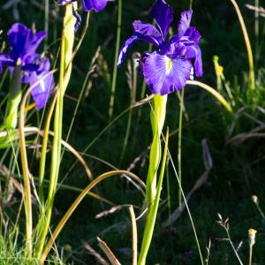 Photographie n°2512971 du taxon Iris latifolia (Mill.) Voss