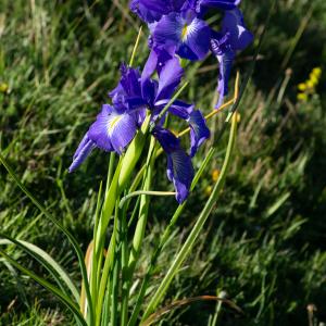 Photographie n°2512972 du taxon Iris latifolia (Mill.) Voss