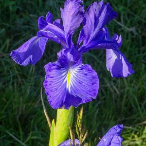  - Iris latifolia (Mill.) Voss