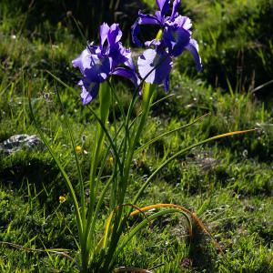 Photographie n°2512974 du taxon Iris latifolia (Mill.) Voss