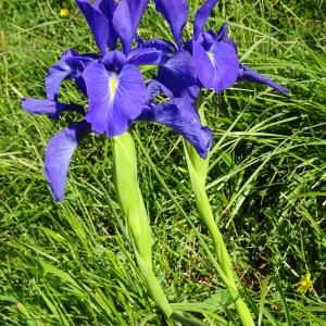 Photographie n°2512978 du taxon Iris latifolia (Mill.) Voss