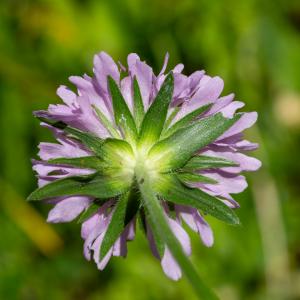  - Knautia arvernensis (Briq.) Szabó [1934]