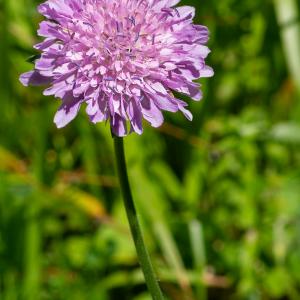 Photographie n°2512981 du taxon Knautia arvernensis (Briq.) Szabó [1934]