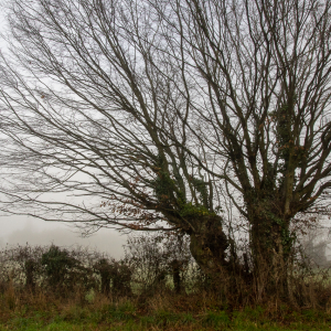 Photographie n°2513001 du taxon Carpinus betulus