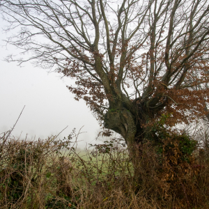 Photographie n°2513003 du taxon Carpinus betulus