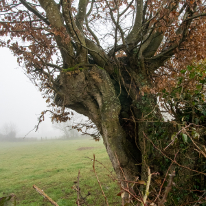 Photographie n°2513004 du taxon Carpinus betulus