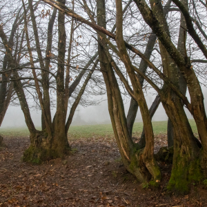 Photographie n°2513017 du taxon Castanea sativa 