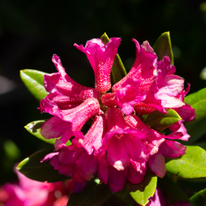  - Rhododendron ferrugineum L.