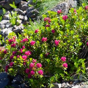  - Rhododendron ferrugineum L. [1753]