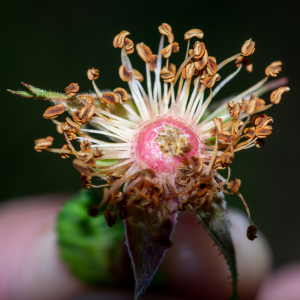 Photographie n°2513037 du taxon Rosa ferruginea Vill. [1779]