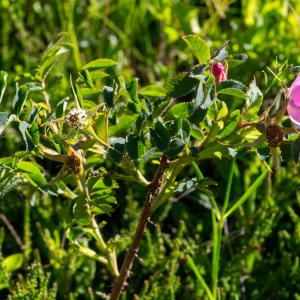 Photographie n°2513039 du taxon Rosa ferruginea Vill. [1779]