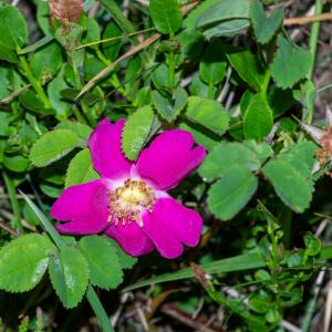 Photographie n°2513040 du taxon Rosa ferruginea Vill. [1779]